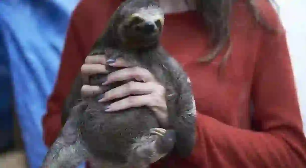 A tourist poses with a wild sloth