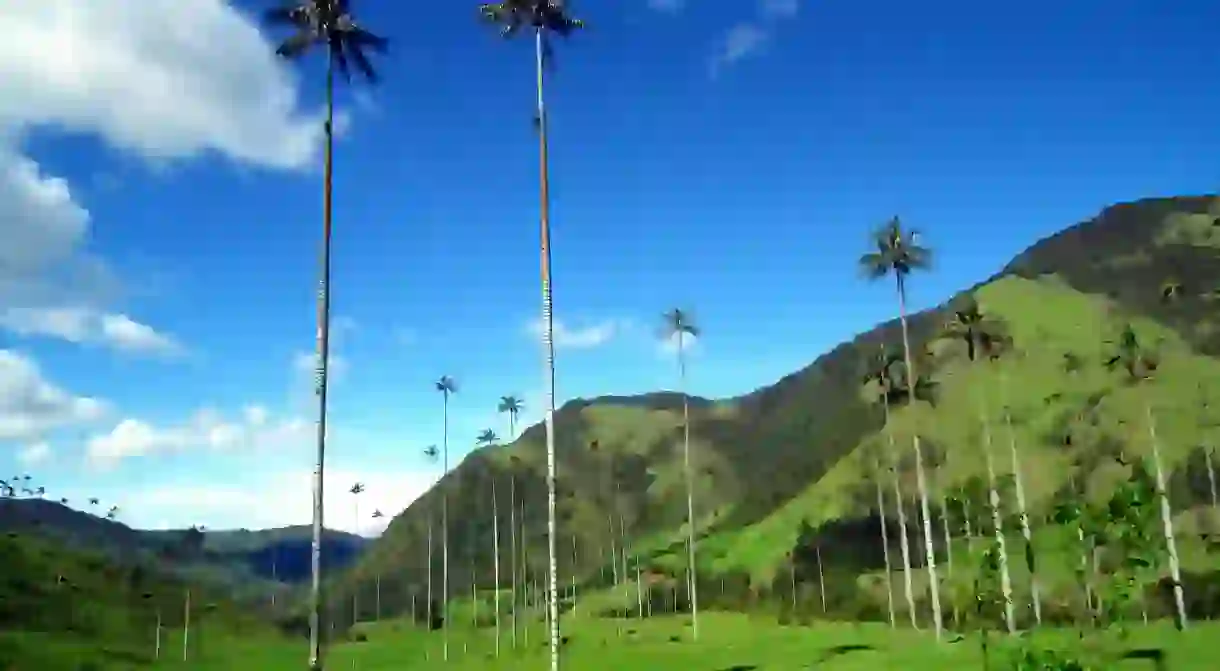 Cocora Valley, Colombia