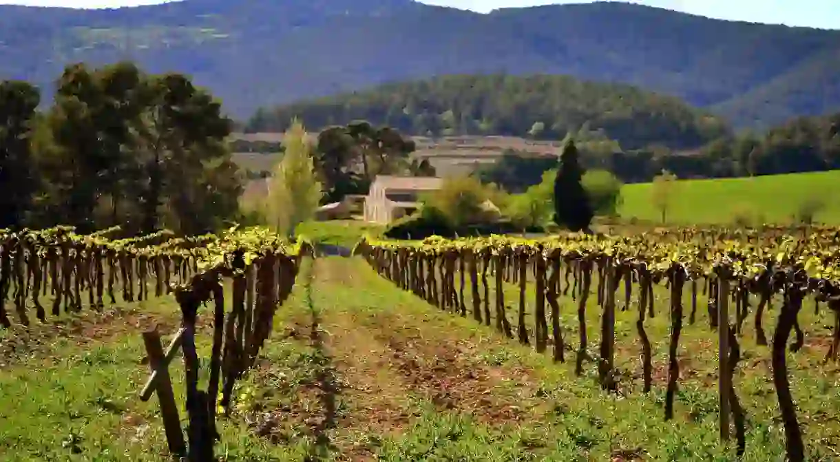 Penedes wine region, Catalonia, Spain