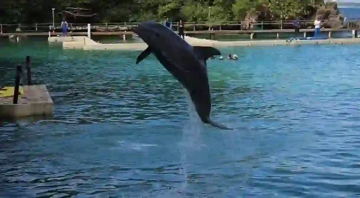 Dolphin show at Dolphins Cove, Jamaica