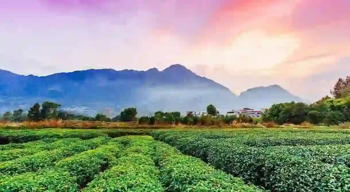 Tea plantation