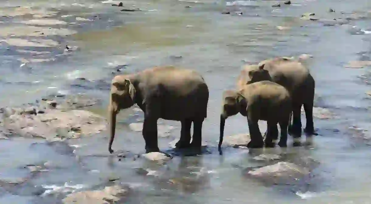 Sri Lankan elephants cooling off