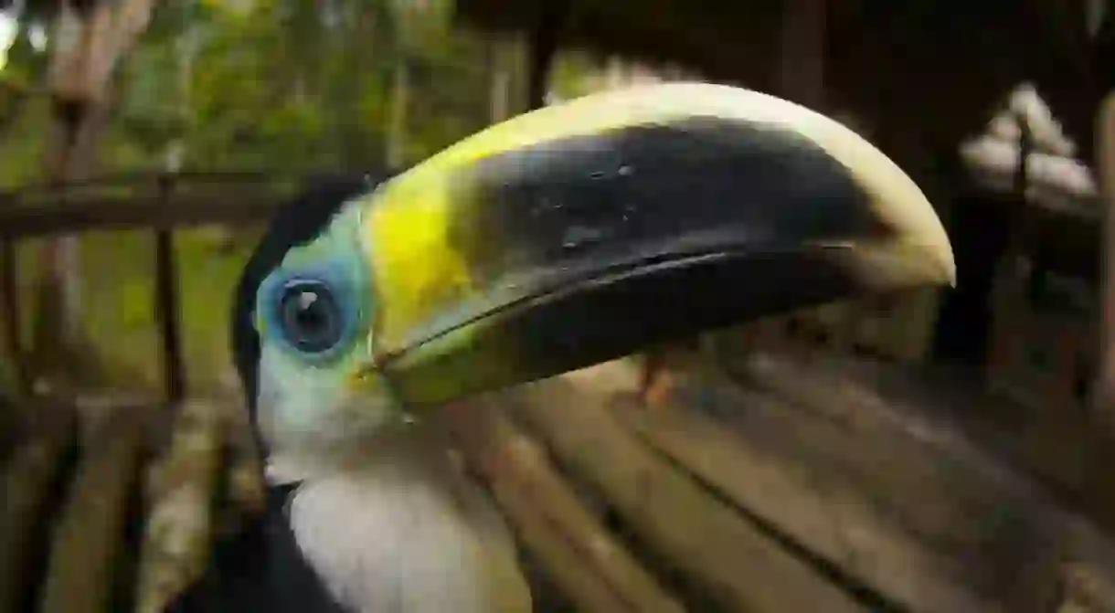 Tucan