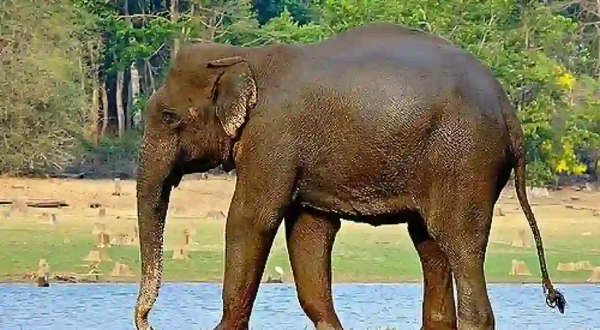 Asian or Indian Elephant