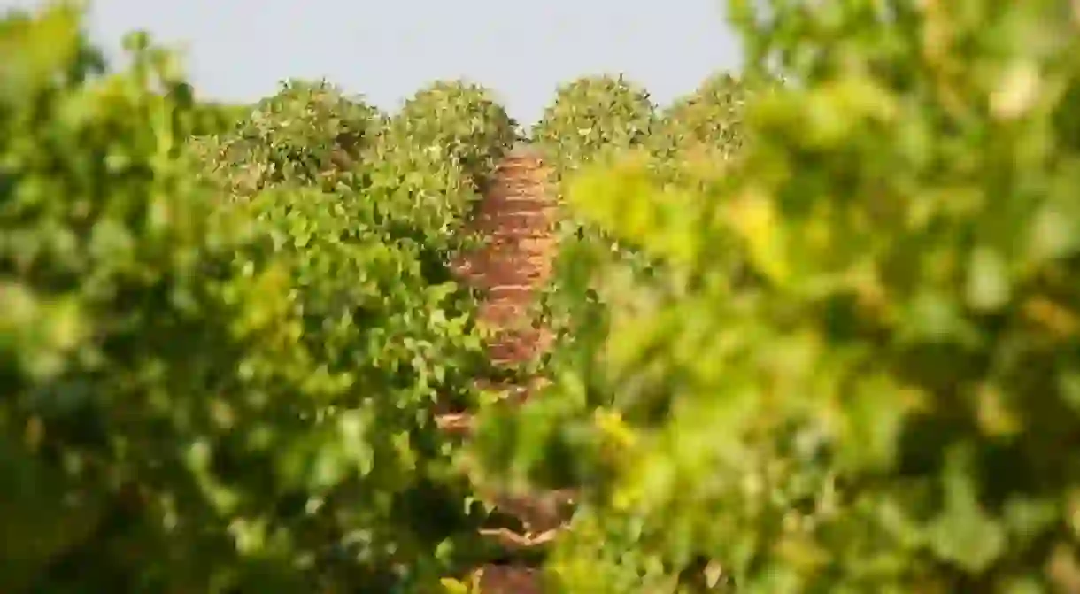 Vineyards in Requena, Valencia region, Spain I