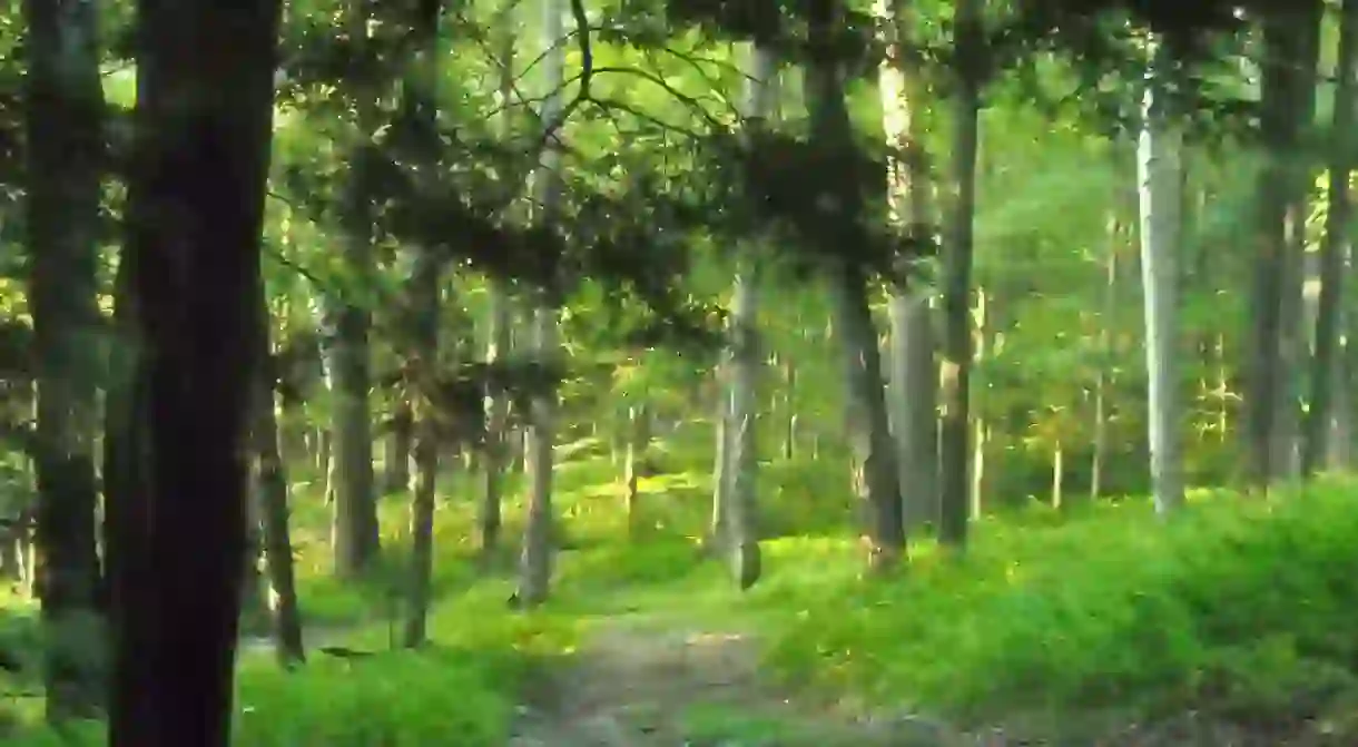 Hiking the woodland trail at sunset