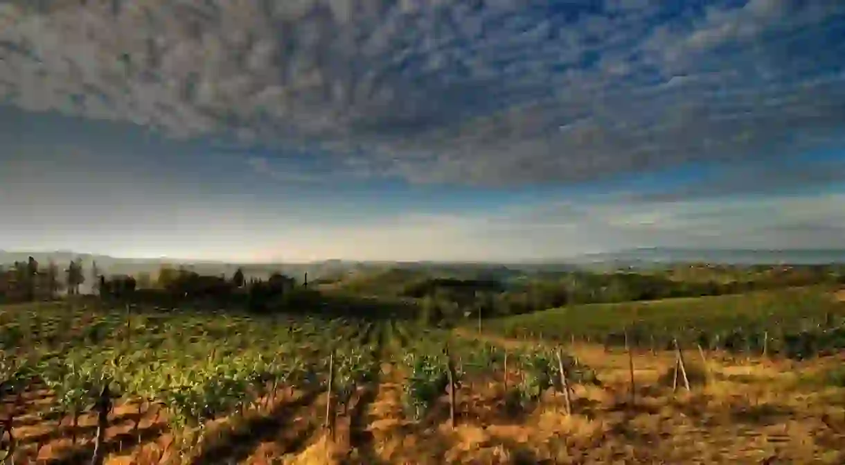 An Italian vineyard