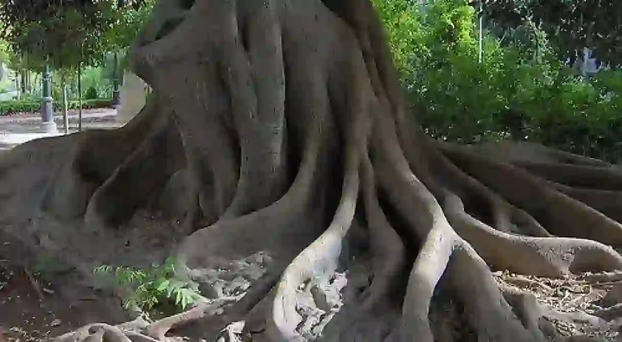 Tree in Floridablanca Gardens