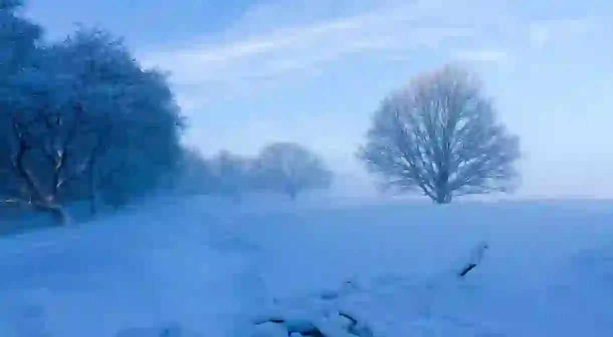 Another shot of de Veluwe after snowfall