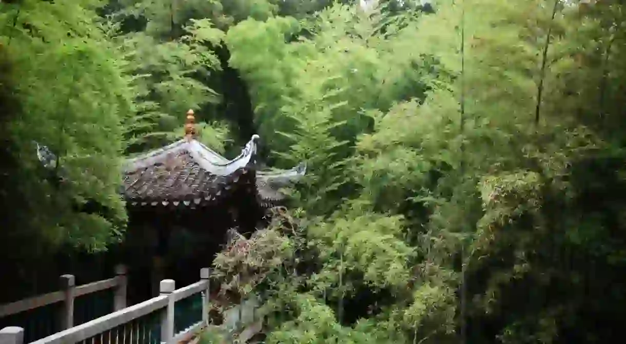 Bamboo Forest, Changsha