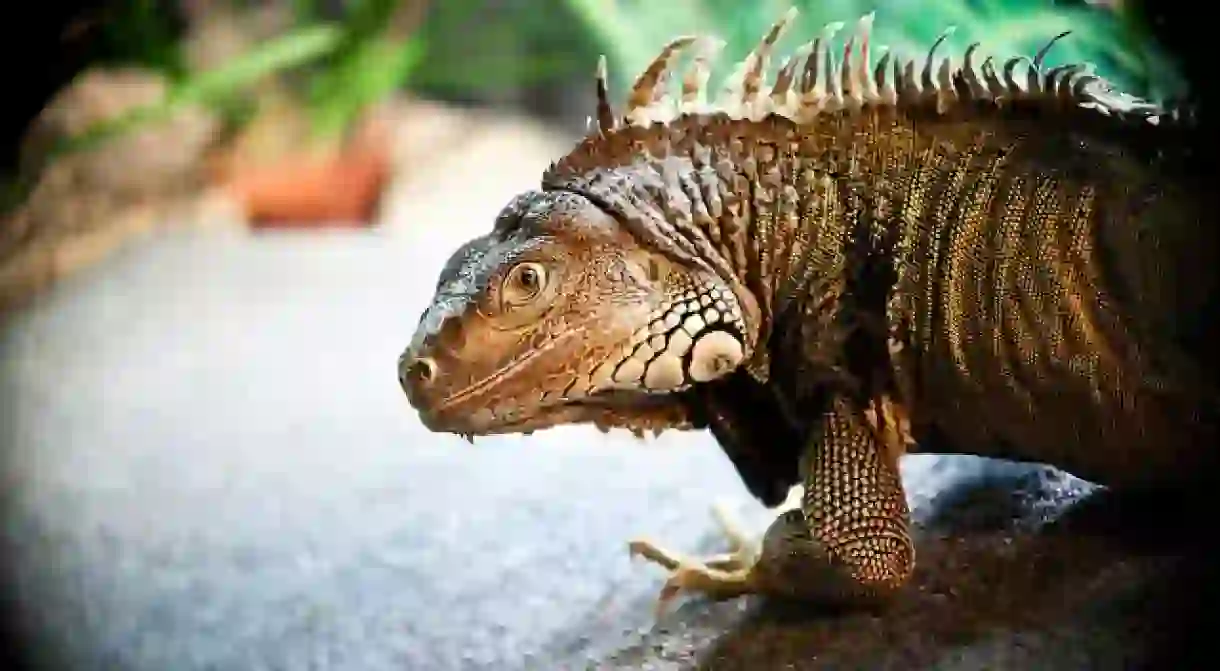 Green Iguana