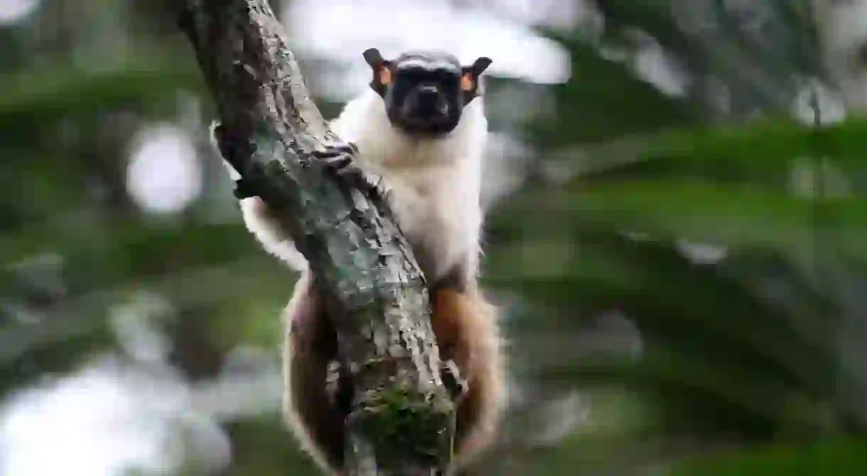 Bare-faced Tamarin