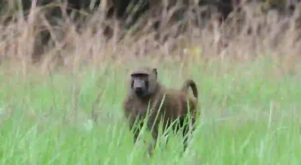 Baboon at Shai Hills