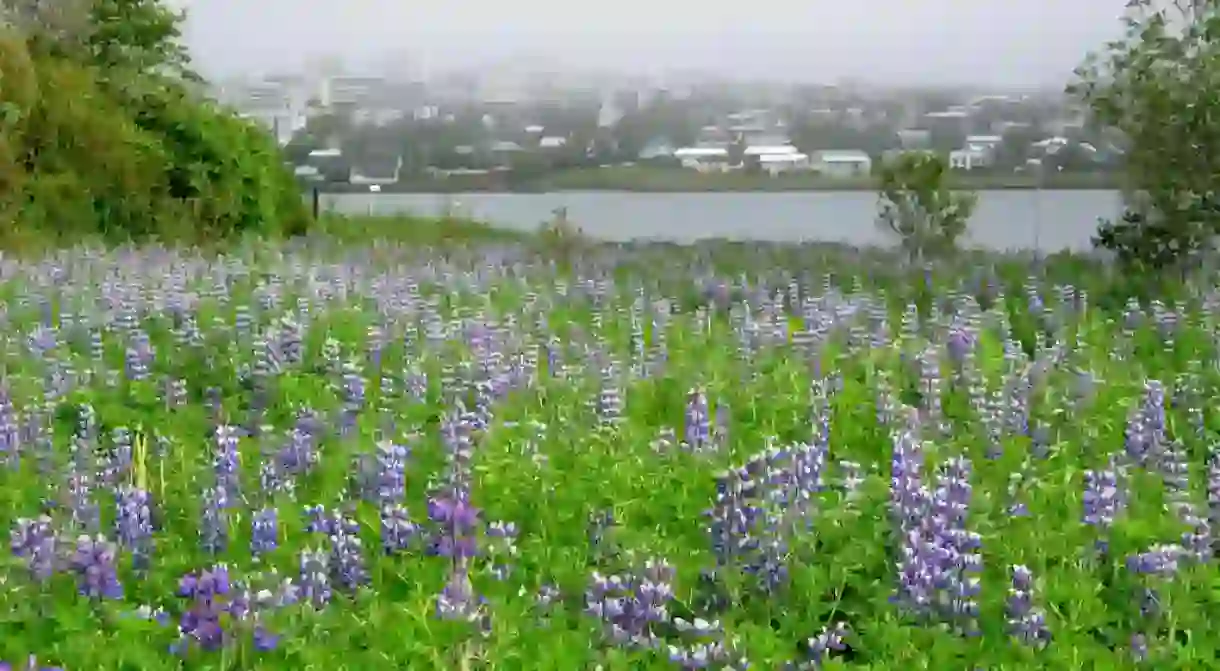 Lupins at Fossvogur Bay