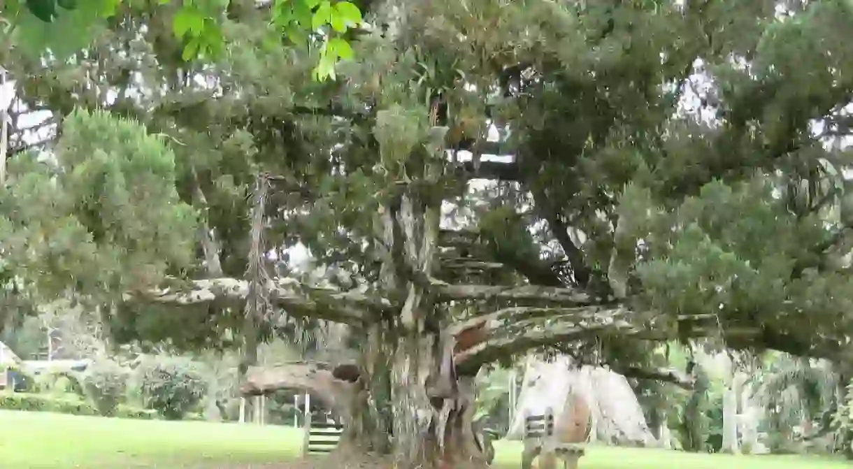 Gregory the tree at Aburi