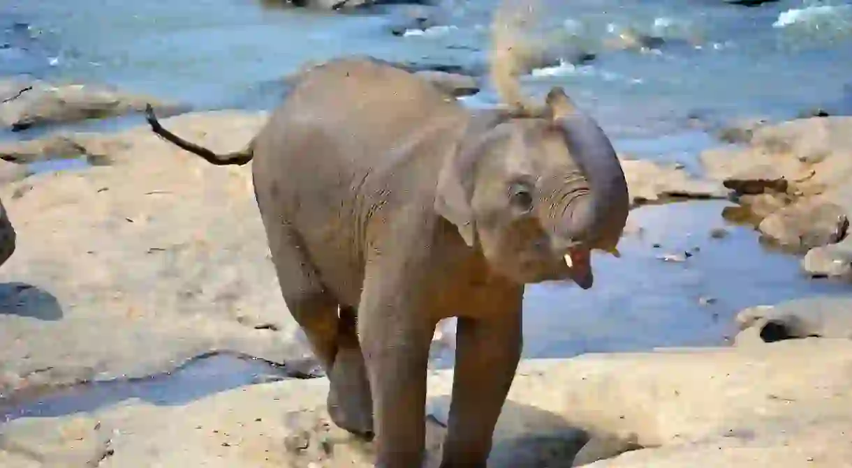 Baby Elephant