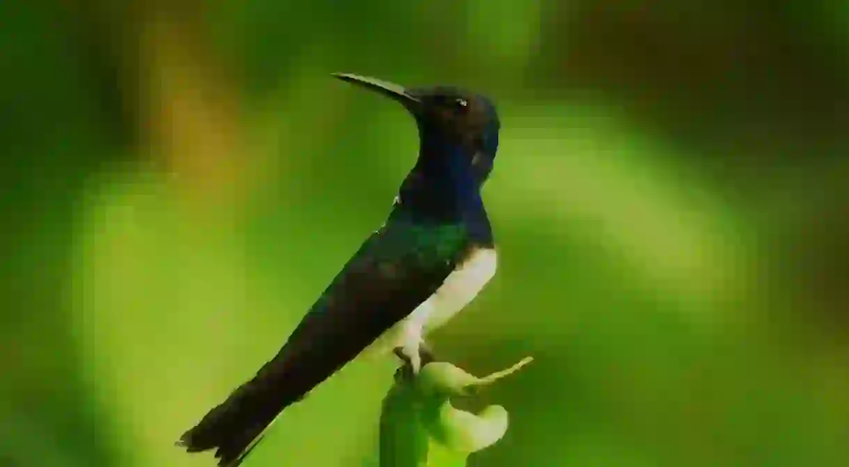 Birdwatching, Panama