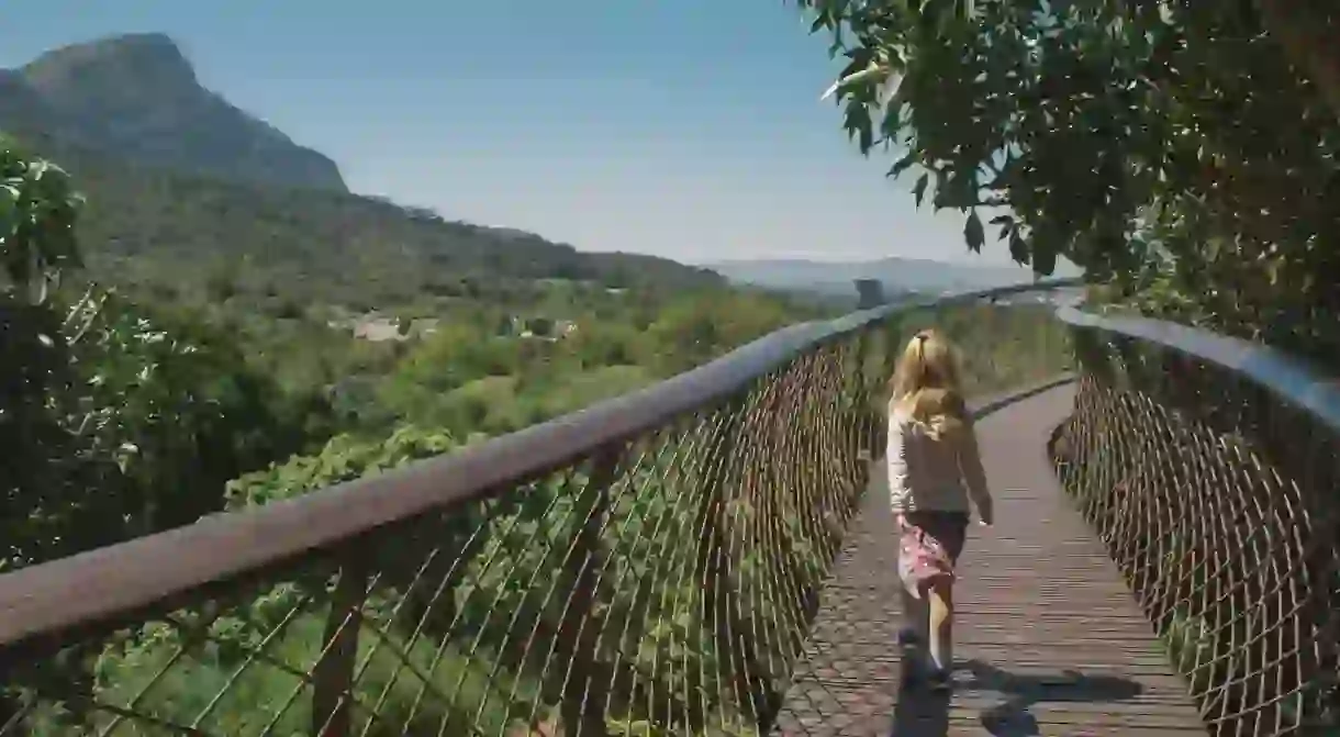 Boomslang canopy walkway