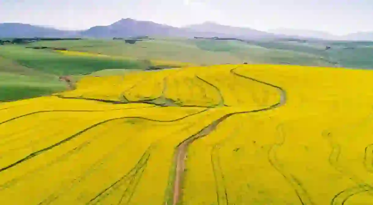 Canola Fields in the Cape Overberg