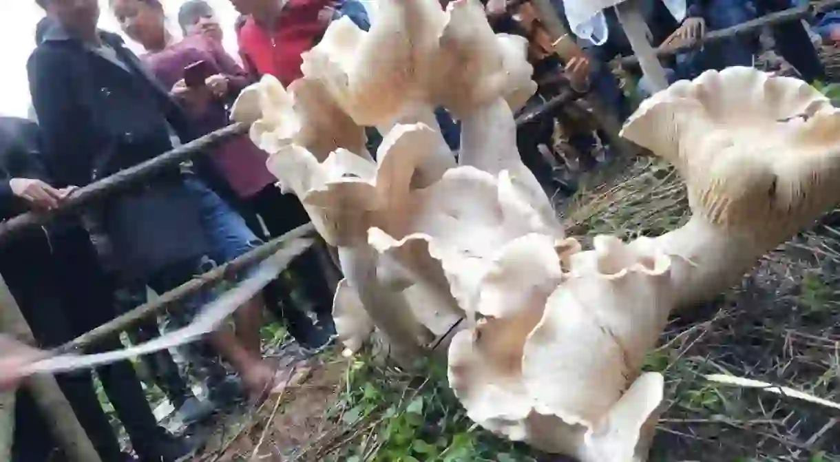 Giant wild mushroom disocovered, Xiaoluoqiping village of Tengchong city, Yunnan Province, China