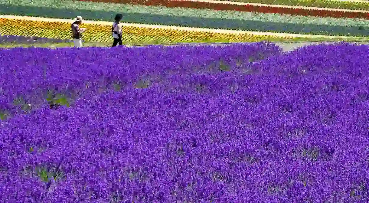 Lavander, Japan