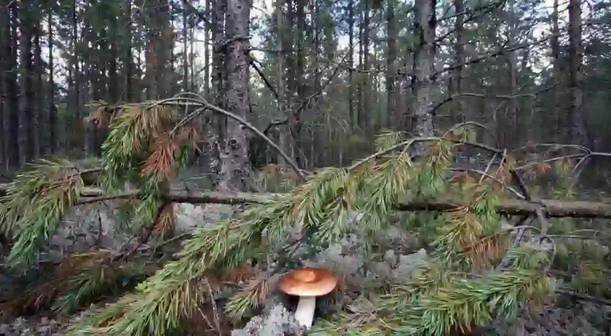 Conifer forest in Estonia