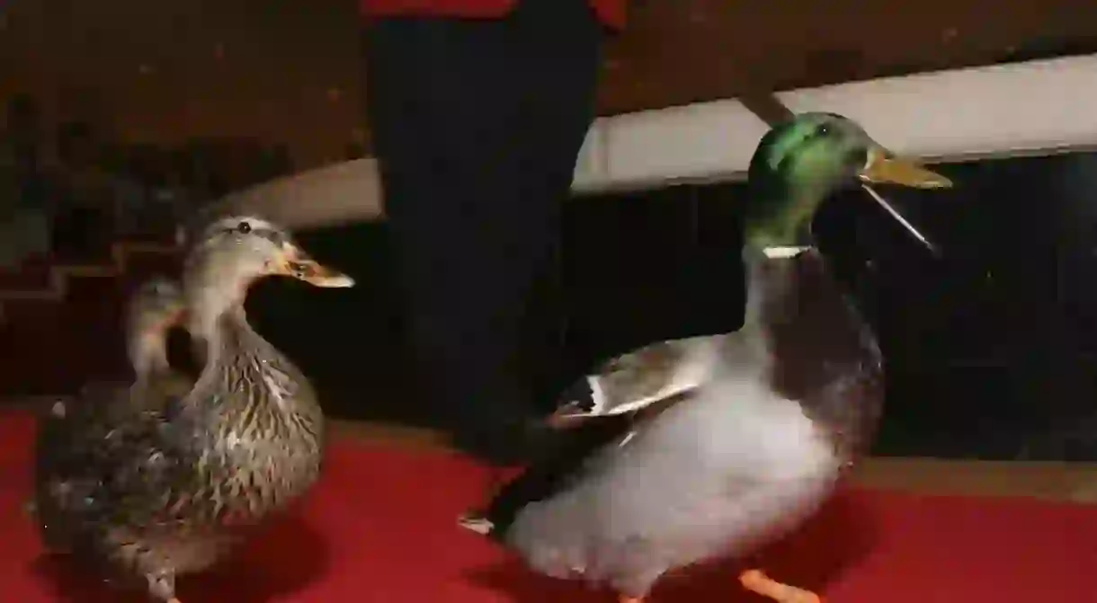 Peabody Ducks at the Duck March