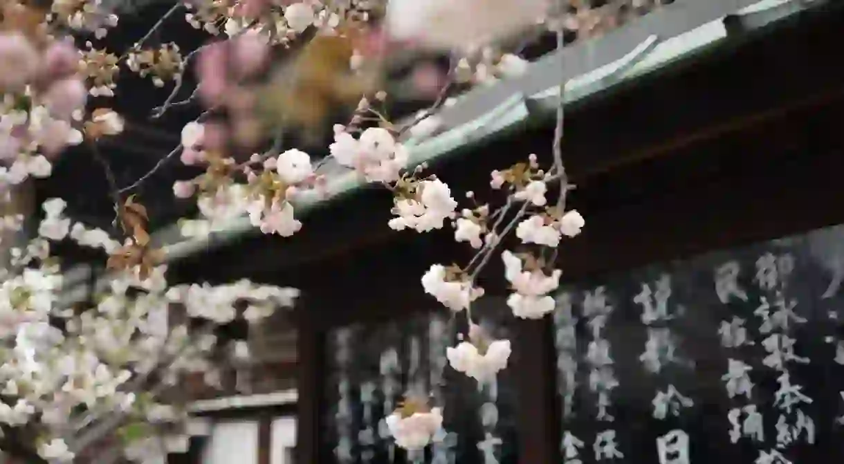 Cherry blossom season in Japan is a magical time