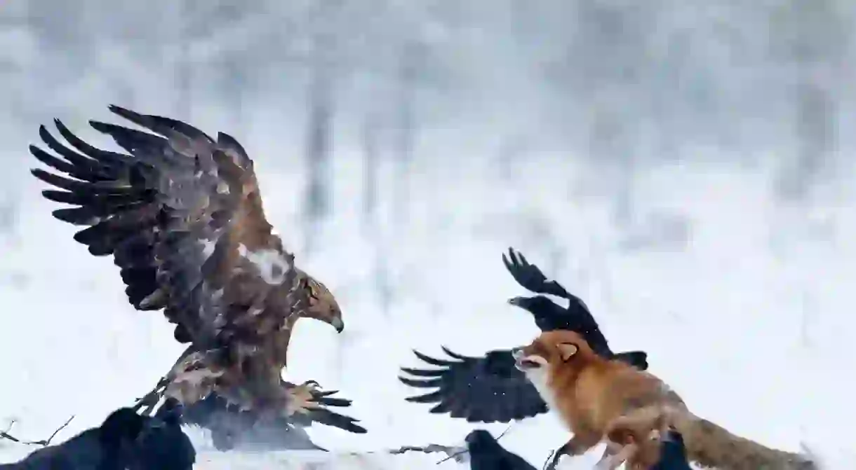 Golden eagle and red fox