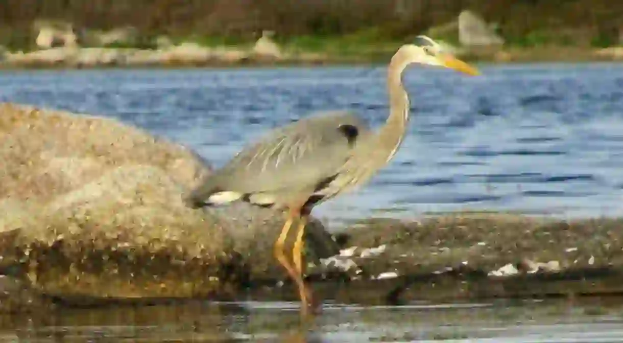 Great Blue Heron