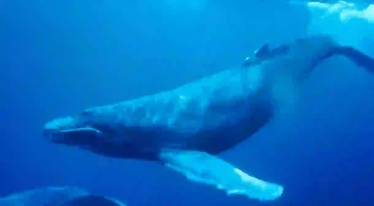 Humpback Whale