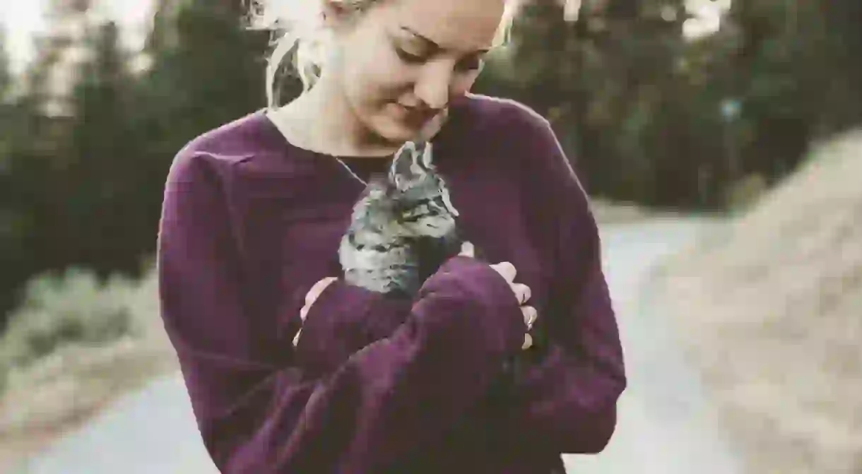 Hugging kitties is a good first step