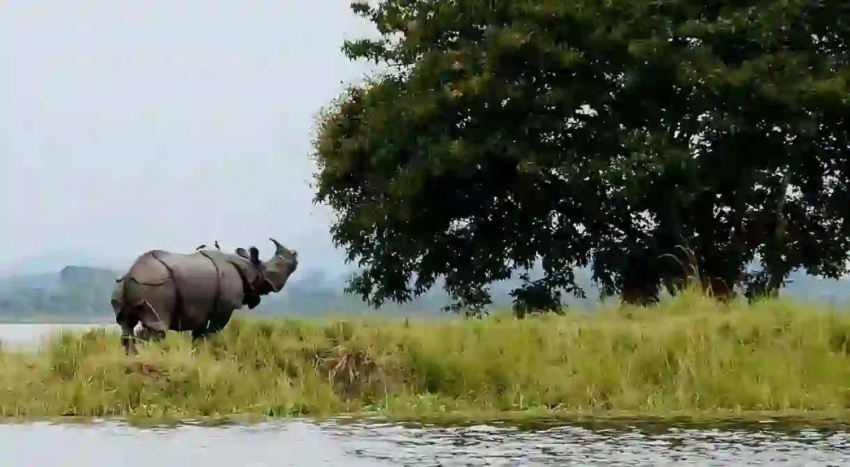 Kaziranga