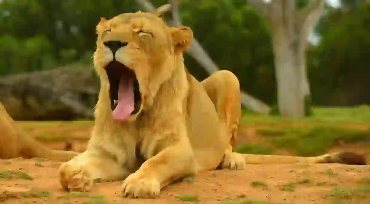 Lion at Werribee Open Range Zoo