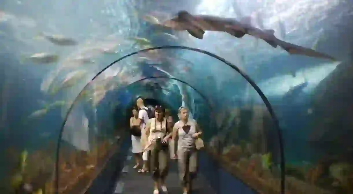 The Shark Tunnel at Loro Park