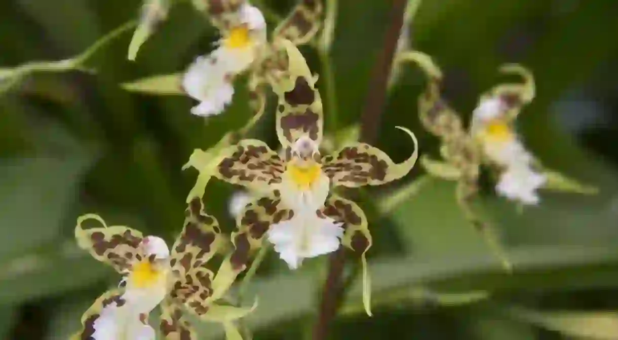 Ecuadorian orchids