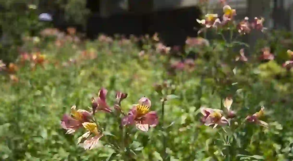 Ecuadorian orchids