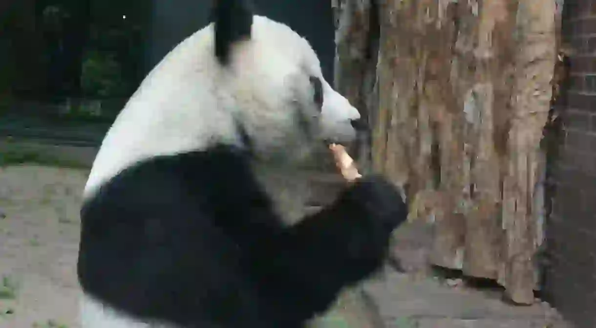 Panda in Berlin Zoo