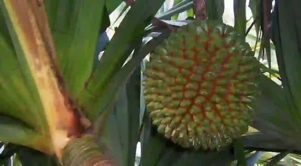 Pandanus