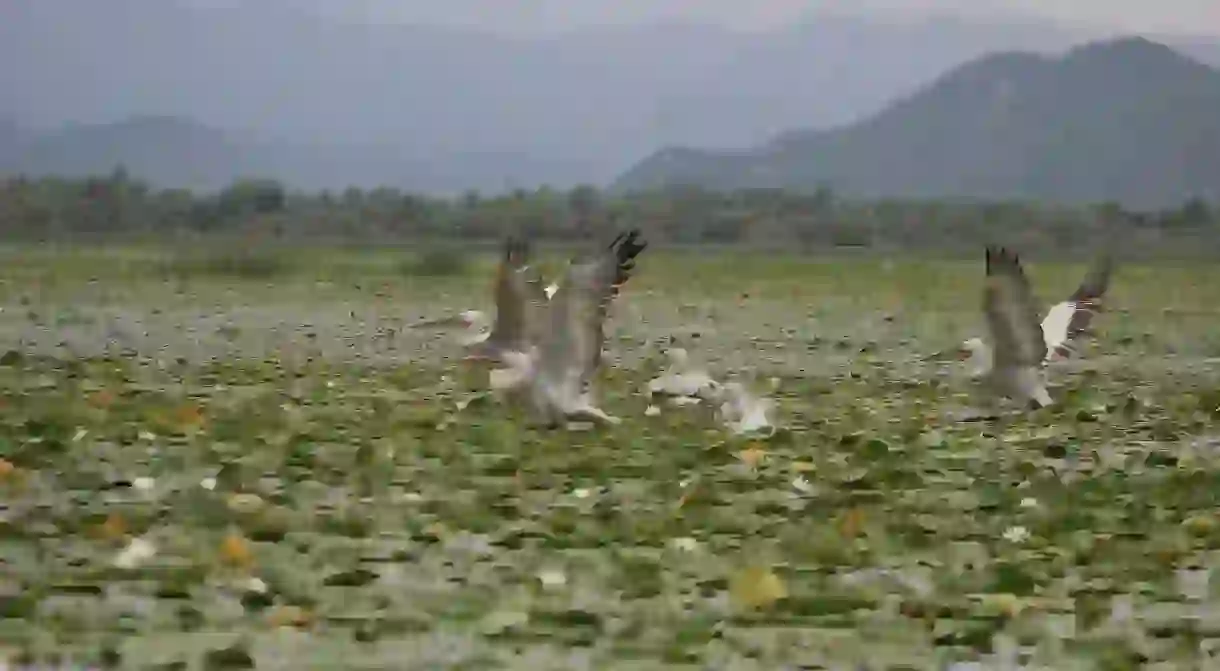 Pelicans on Lake Skadar