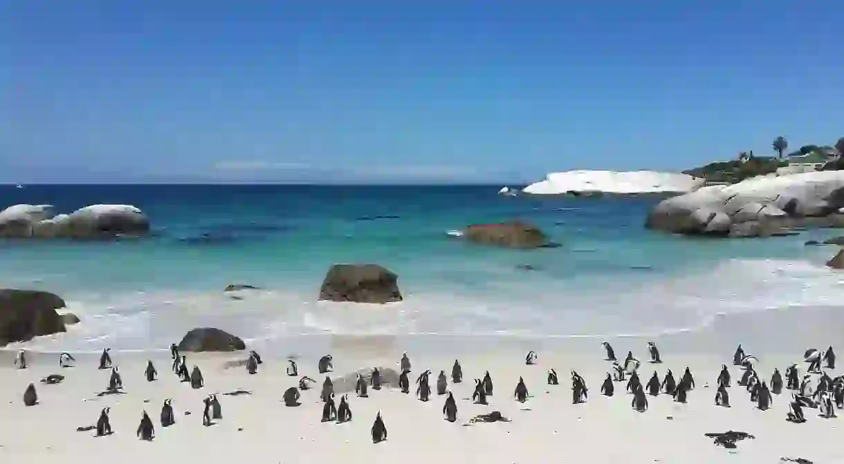 Penguins on Boulders Beach