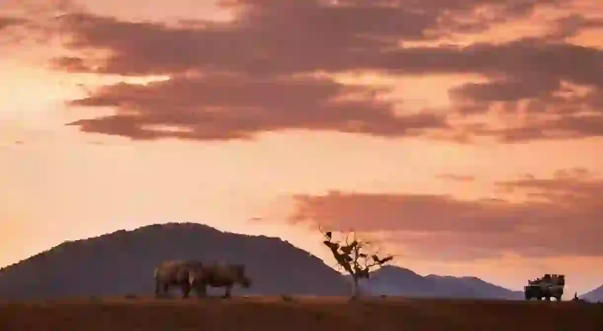 Rhinos in the Kruger National Park, South Africa