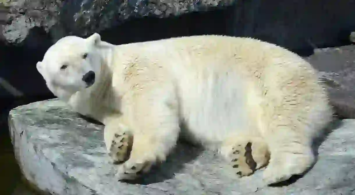 See polar bears at the zoo