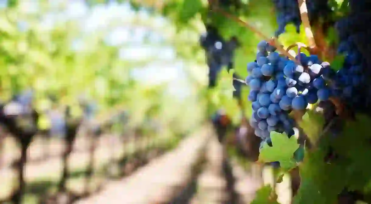 Grape harvest