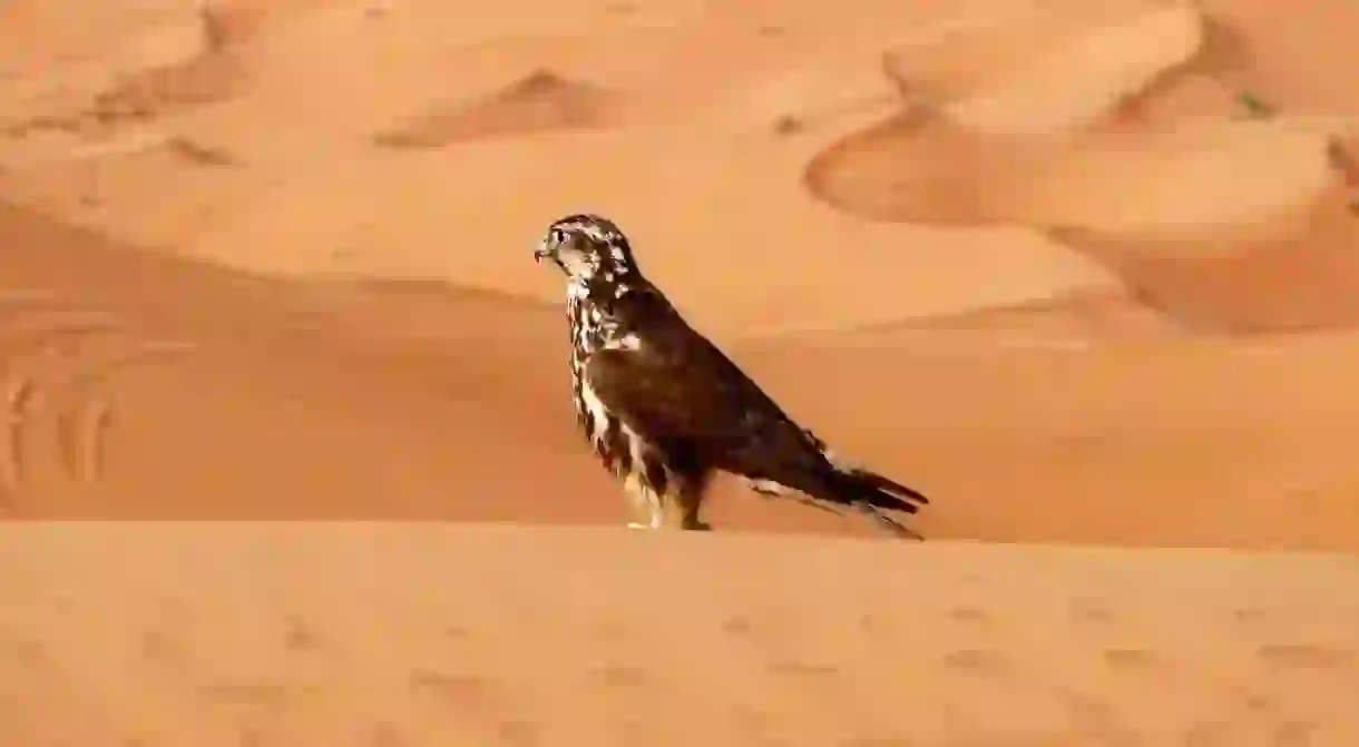 Falcon in the Sharjah desert