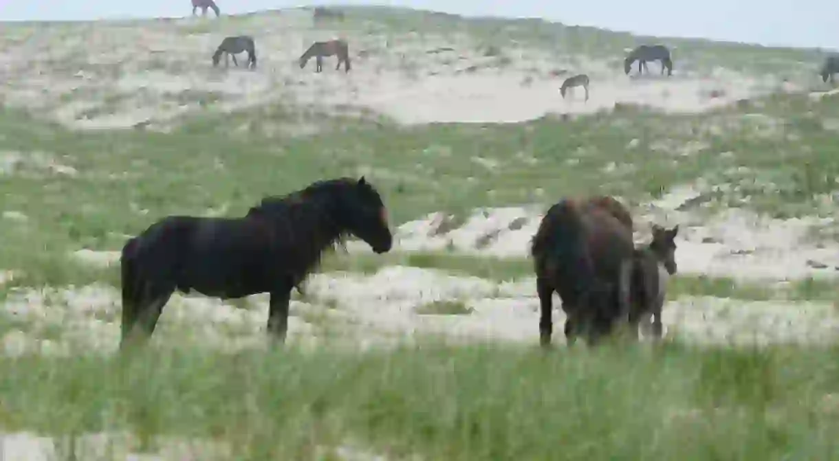 Sable Island