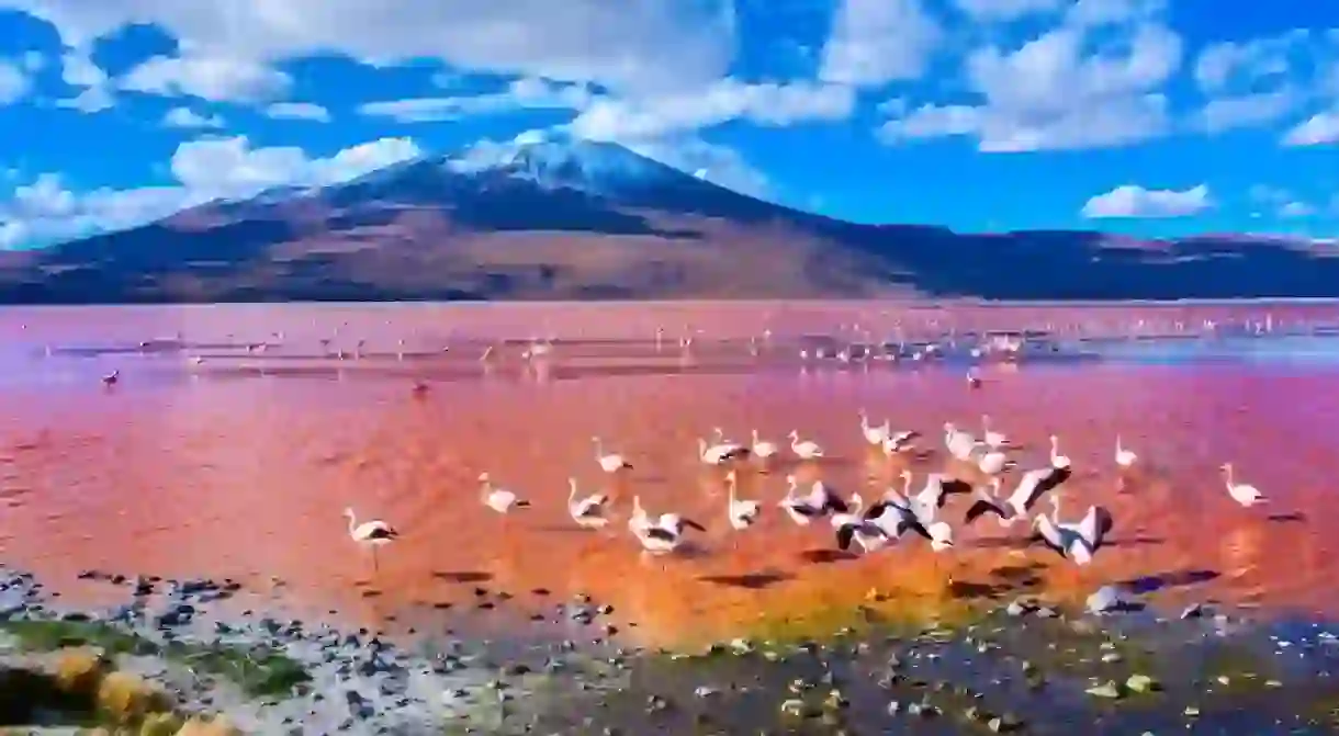 Flamingoes in Laguna Colorada, Uyuni, Bolivia