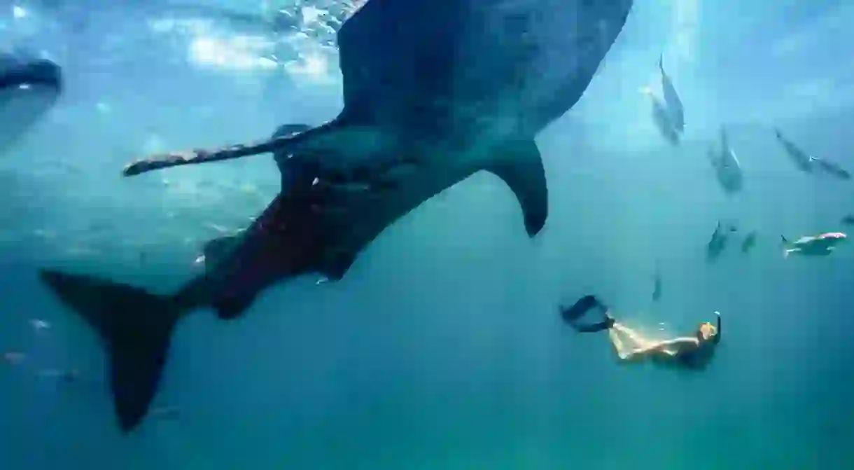 Whale shark in Oslob, Philippines