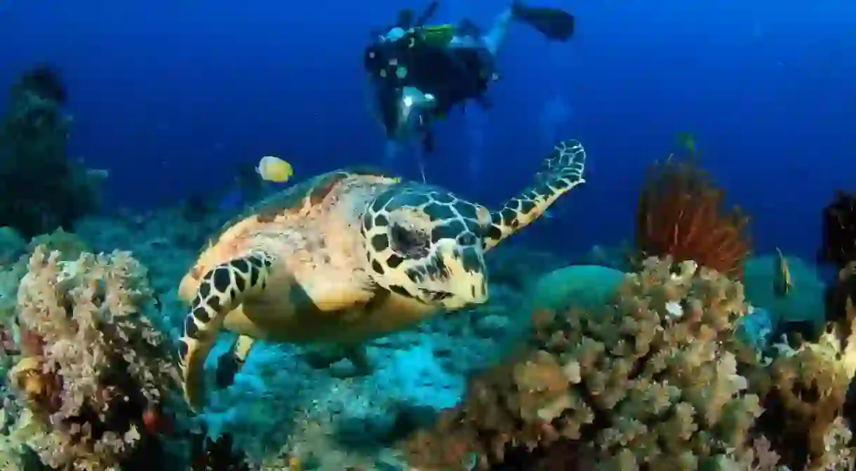 Diving with sea turtles in Raja Ampat