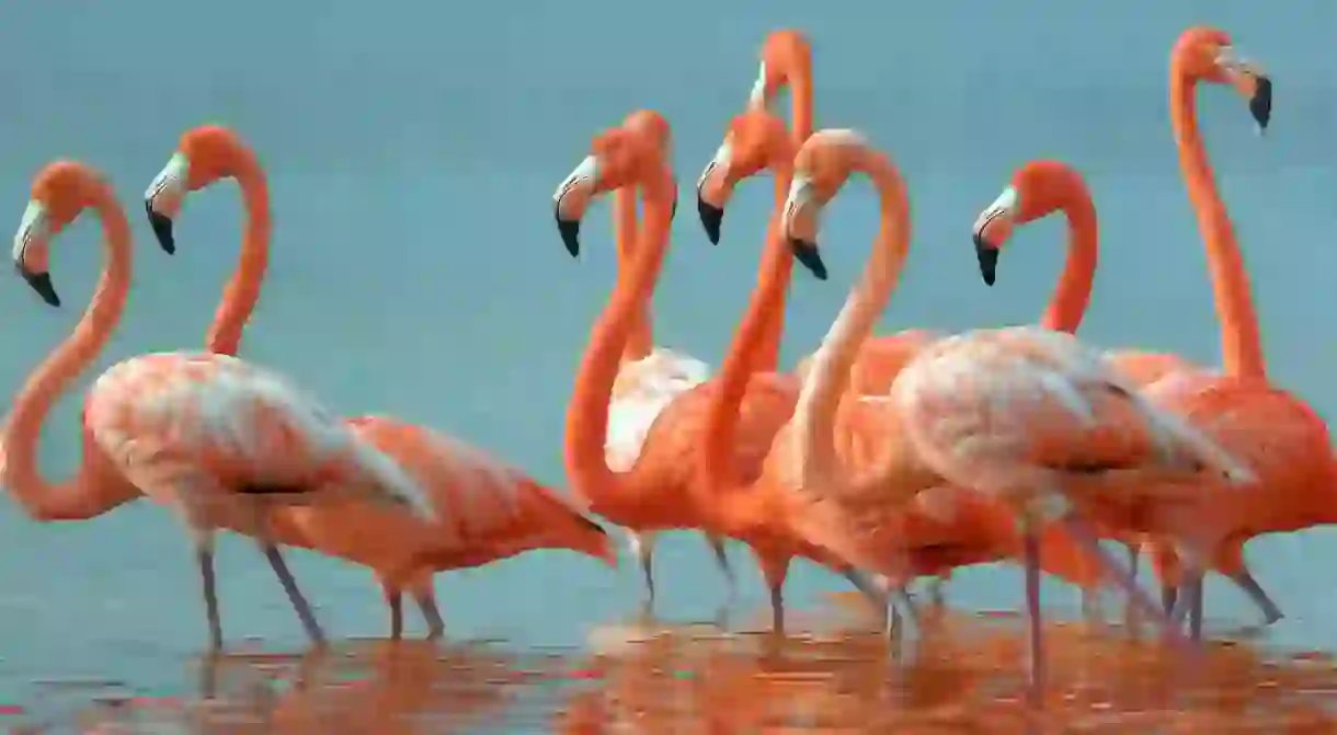 Mexico Greater Flamingoes